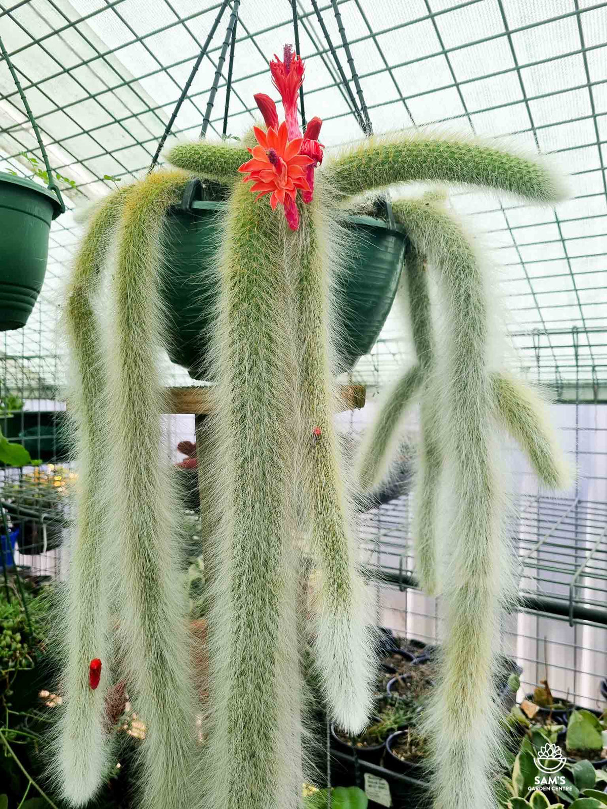 Monkey Tail Cactus Cutting 5” | Hildewintera colademononis | Rare Fuzzy Succulent | Unrooted Live Plant for Hanging Pots