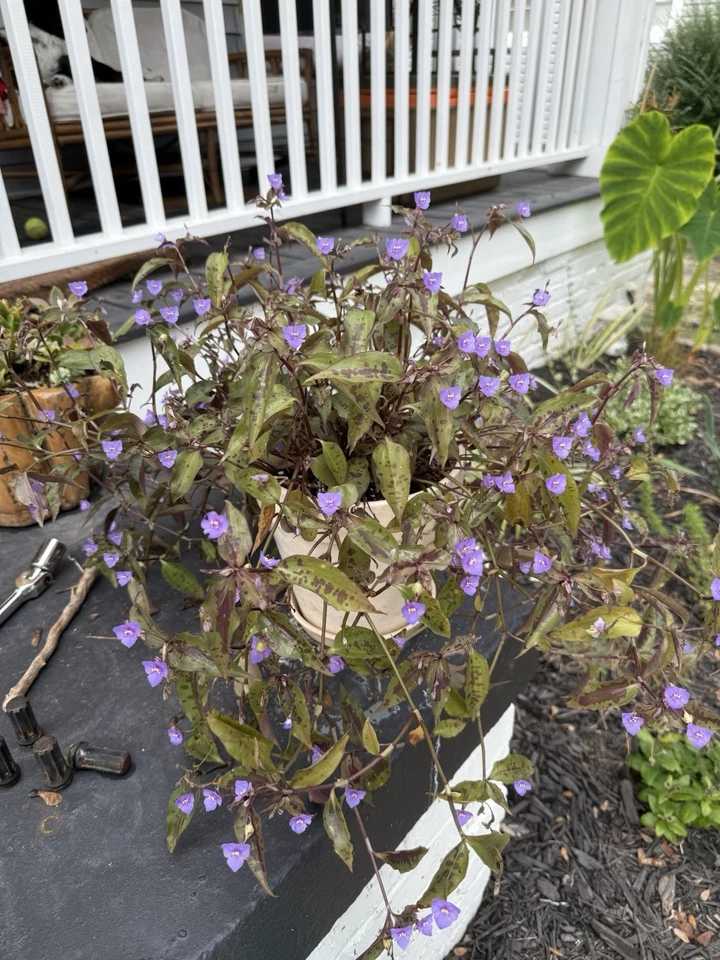 Tinantia Pringlei Plant Cuttings – 5 Spotted Tradescantia Wandering Dude Stems with Purple Green Foliage, Ready to Plant, Indoor Outdoor Garden