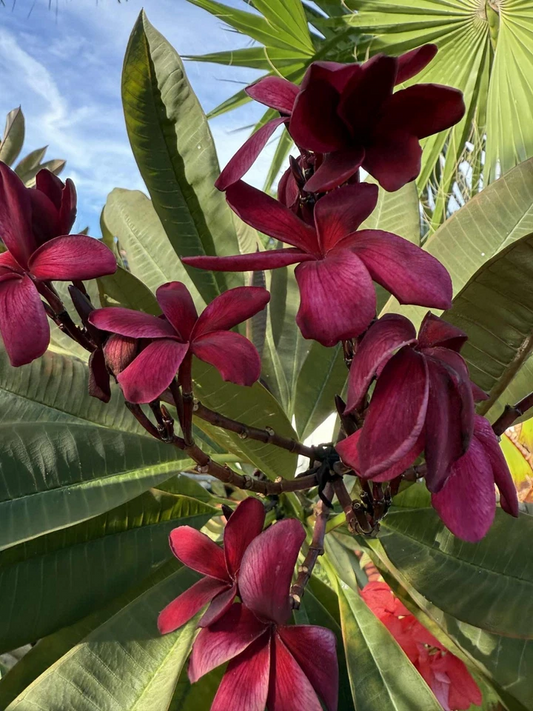 Hawaiian Deep Red Ulaula Plumeria Cutting – 10 Inch Y-Shaped Plumeria Rubra for Propagation, Fragrant Tropical Flower Plant