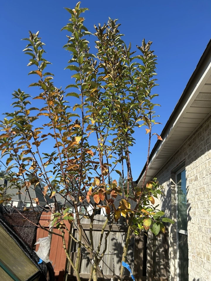 Apple Tree Scion Cuttings – Live Malus Domestica Grafting & Rooting Material for Fruit Tree Propagation
