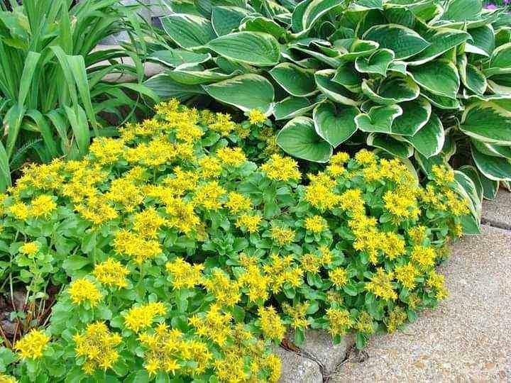 Golden Creeping Sedum Perennial Ground Cover Bare Root – Drought Tolerant, Bright Yellow Foliage, Sedum kamtschaticum