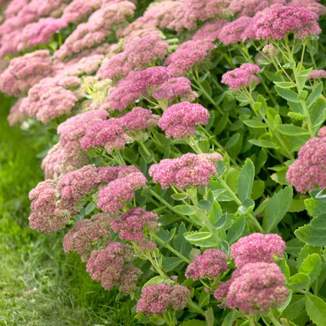 Sedum Autumn Joy Live Plant Bare Root Starter Pink Blooms Drought Tolerant Perennial Succulent Pollinator-Friendly