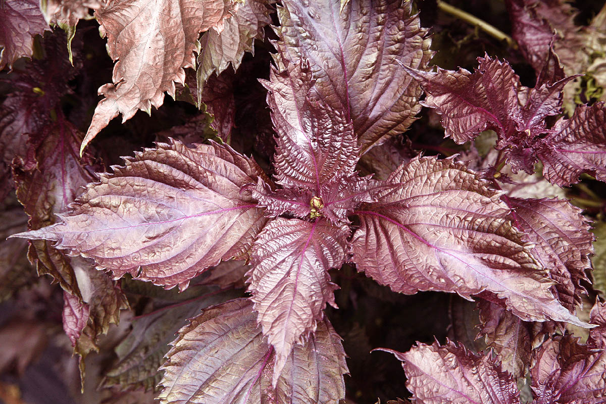 2 Bare Root Perilla frutescens 'Shiso' Plants | Red/Purple Edible Herb | Organic Non-GMO Japanese Korean Cuisine