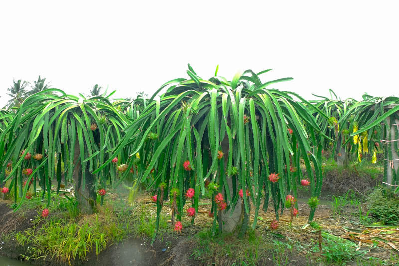 Dragon Fruit Cutting – Organic 6"+ Hylocereus Pitaya Unrooted Plant for Growing, Pink Fruit Cactus, Edible Fruit, Home Garden