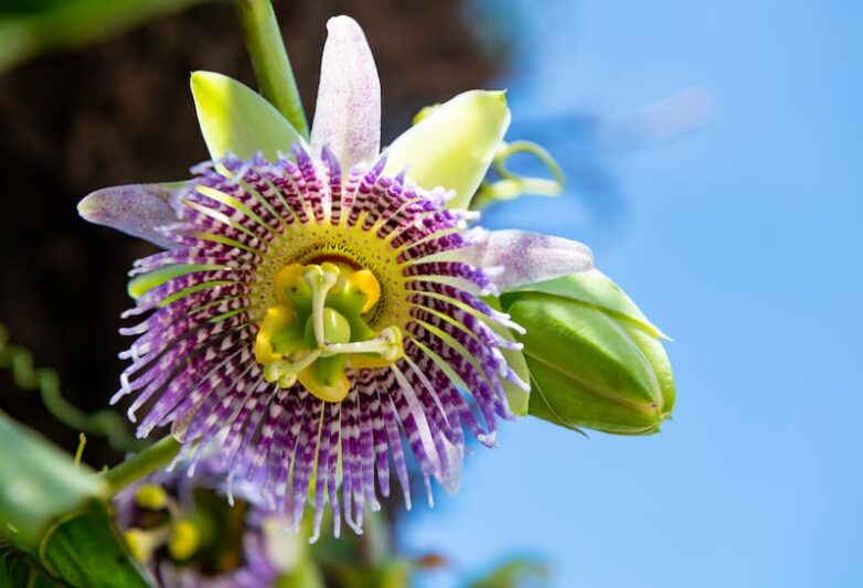 Passiflora Bounty Cold Hardy Passion Fruit Vine Live Plant Edible Fruit Fragrant Flowers Climber