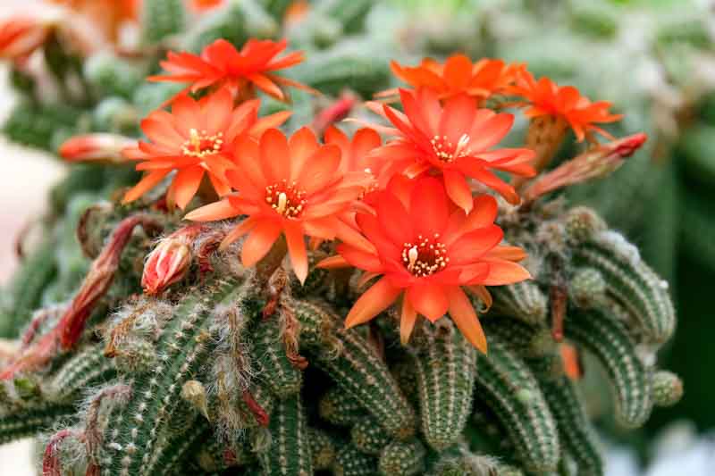 Blooming Peanut Cactus Plug – Echinopsis chamaecereus ‘Rose Quartz’ – Live Succulent with Pink Blooms – Easy Care Plant