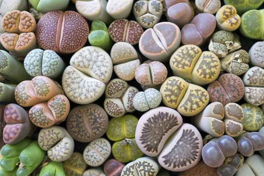 Lithops Living Stones Succulent Plants – 10 Bare Root Indoor Decor Rare Imported Variety | Easy Care Indoor Plants