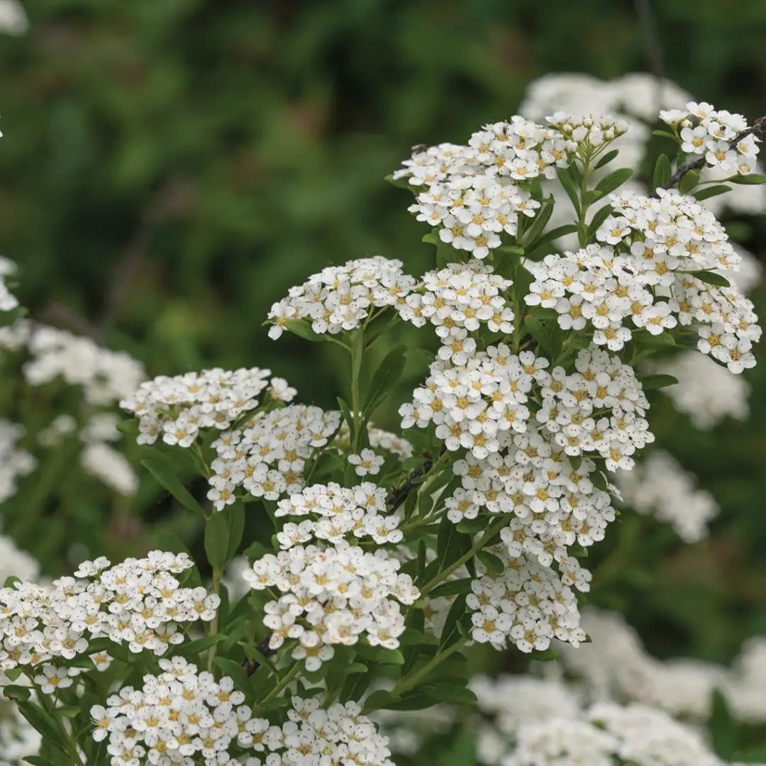 White Wedding Cake Spirea Cuttings – Unrooted 6–8” Bridalwreath Shrub for Hedges, Borders, Flowering Garden Plants