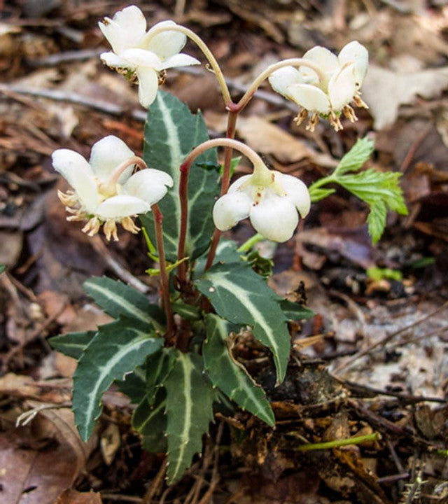 10 Rat’s Vein Plants Bare-Root Chimaphila maculata Spotted Wintergreen Native Shade Evergreen Perennial