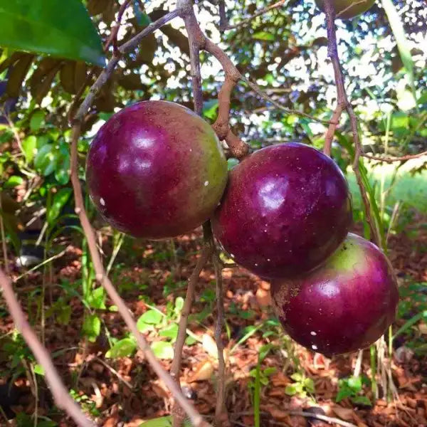 Star Apple Cuttings – 4 Unrooted 5–6" Tropical Fruit Tree Clippings – Chrysophyllum cainito Purple & Green Varieties