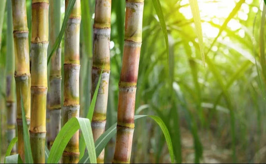 Green Sugarcane Cuttings | Fresh Live Organic Cane for Planting | Fast Growing Edible Sugarcane | Saccharum officinarum