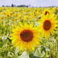 500 Peredovik Sunflower Seeds for Planting, Bird Attracting, Helianthus annuus, Non-GMO, Garden Wild Bird Food