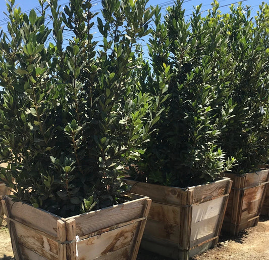 10 Bay Laurel Cuttings | Unrooted Starter Plants for Culinary & Medicinal Use | Laurus nobilis Herb for Growing