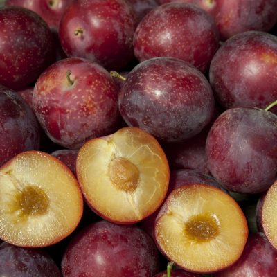 5 Sweet Pluerry Scion Cuttings – 3–5" Unrooted Grafting Wood for Stone Fruit Tree Grafting – Rare Plum Cherry Hybrid