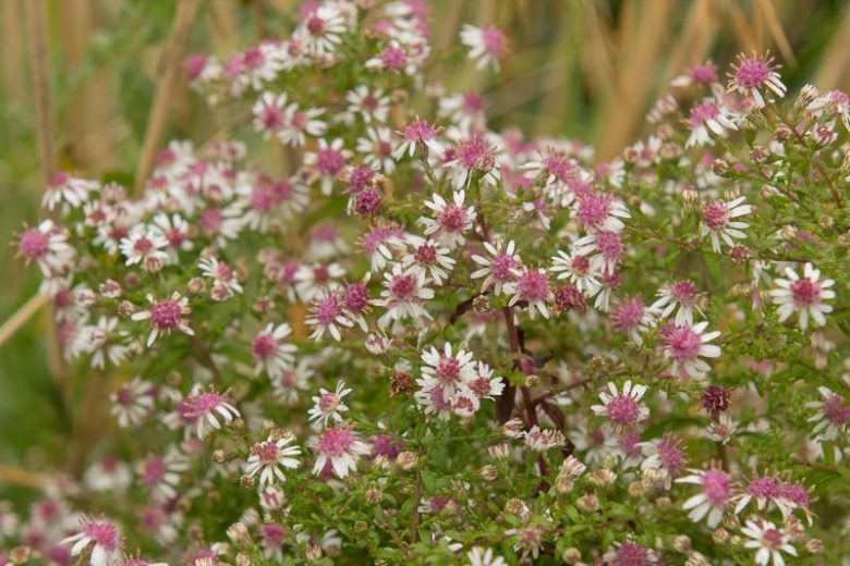 Symphyotrichum Lateriflorum Seeds 100 Calico Aster Native Perennial Wildflower White & Purple Blooms Pollinator Plant