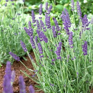 Live Vera Lavender Plant in 1 Pint Pot – Lavandula angustifolia Fragrant Perennial Herb, Drought Tolerant, Bee Friendly