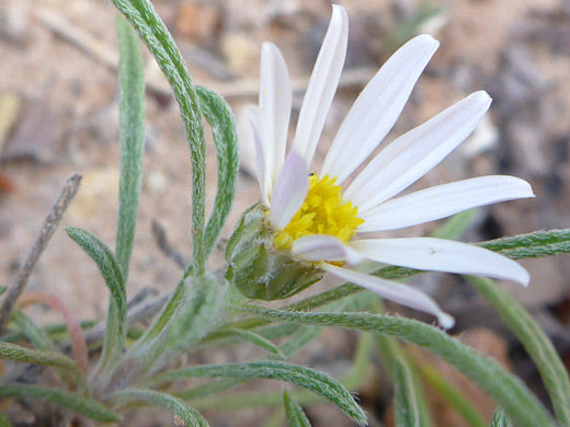 Townsendia fendleri Seeds – Fendler’s Easter Daisy, Rare Alpine Wildflower, Low-Growing Perennial, 100 Seeds