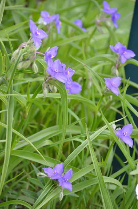 Tradescantia bracteata Seeds – Longbract Spiderwort Native Perennial Wildflower for Pollinator Gardens, Blue Violet Blooms, 150 Seeds
