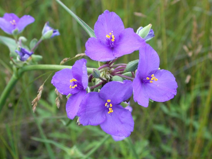100 Tradescantia occidentalis Seeds | Western Spiderwort Native Perennial Wildflower for Prairie Gardens & Pollinators