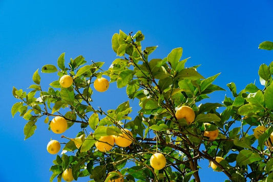 Lemon Tree Seedling 2-3” Bare Root Citrus limon Fruit Tree Starter Indoor Outdoor Patio Garden