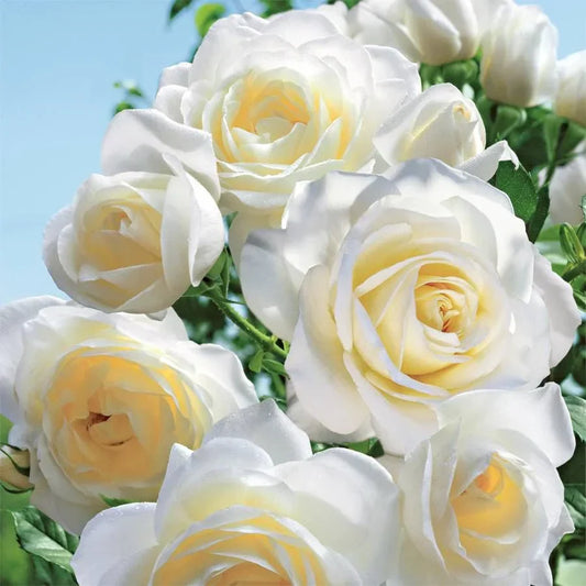 Moondance Rose Bush – Live Bare Root Floribunda White Rose – Fragrant, Repeat Bloomer, Hardy Garden Shrub