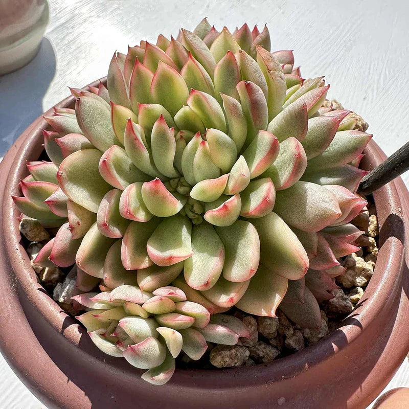 Echeveria Mebina Variegata Succulent Plant – Rare Variegated Indoor Outdoor Cactus 2-3" Bare Root