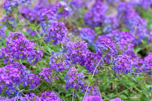 Live Homestead Purple Verbena Plant - Perennial Groundcover in 1 Pint Pot - Long-Blooming Purple Flowers - Verbena canadensis