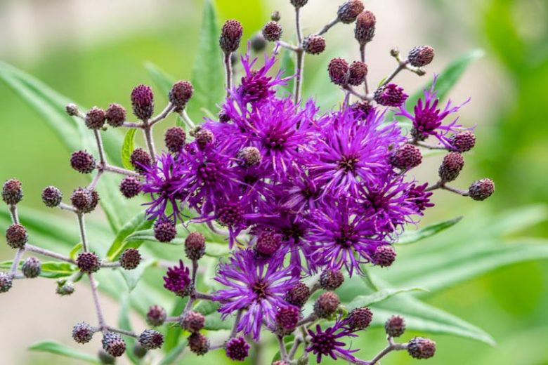Vernonia Angustifolia Seeds (100) – Narrowleaf Ironweed Native Perennial Wildflower with Purple Blooms, Pollinator-Friendly Plant