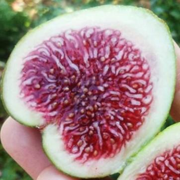 Rockaway Green Fig Cutting 8"+ Unrooted Ficus carica Rare Green Skin Red Pulp Heirloom Propagation