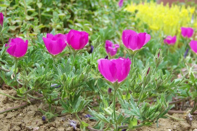 Callirhoe involucrata Seeds – Purple Poppy Mallow Native Groundcover Wildflower, Drought Tolerant, 15 Seeds
