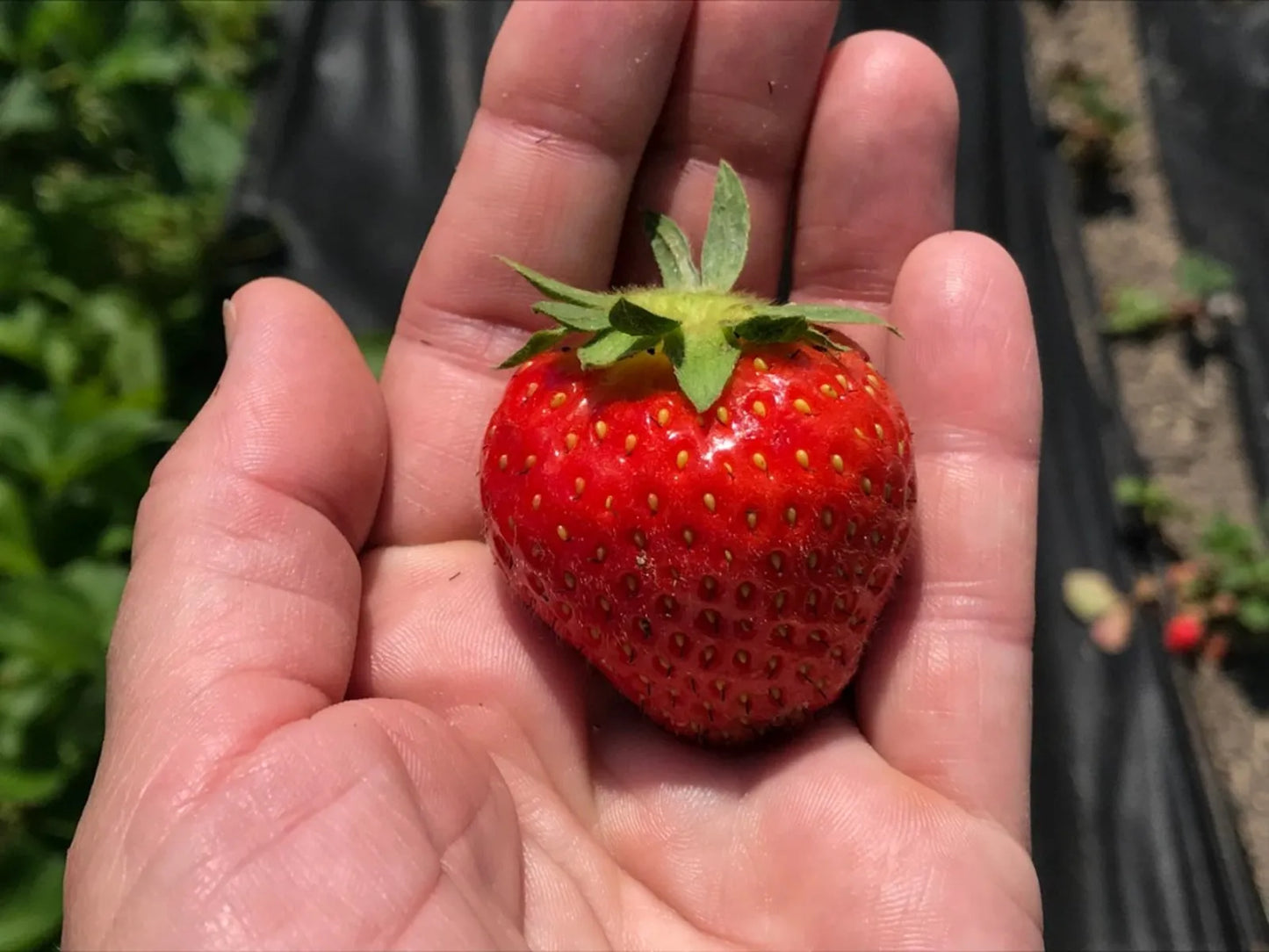 Allstar Strawberry Plants – 10 Bare Root June-Bearing Heirloom Fruit for Garden or Farm – Easy to Grow and Productive